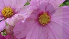 HIDDEN BEAUTY