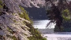 风景,音乐短片,轻音乐,乐动城市 - I Love You Boy.樱花飞舞