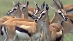 音乐短片,萌宠 - babuínos salva um Impala de Guepardo Incrível-Youtube Video