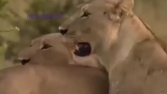 音乐短片,萌宠 - The stronger the lion mother elephant won't believe until you see the video