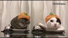 搞笑音乐 - 两只馋猫