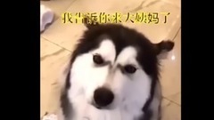 萌宠 - 二哈撕家現場被主人活捉,為求自保不惜出賣朋友 !(已笑瘋)