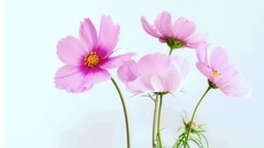 秋樱