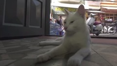 风景,影视原声,音乐短片,乐动城市,萌宠 - 猫步走世界~河内篇~