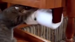 萌宠 - 猫蠢萌失败画面合集