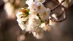 风景,音乐短片,轻音乐 - 德寿宫石墙路的春天