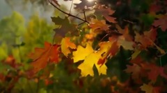 风景,音乐短片,轻音乐,乐动城市 - 清晨的山林