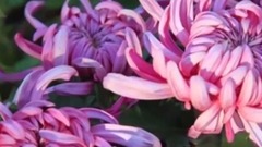 菊花醉