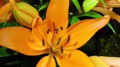 风景,音乐短片,轻音乐,乐动城市 - 平和花园 花开瞬间