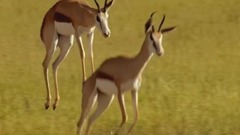 风景,影视原声,音乐短片,轻音乐,乐动城市 - 纪录片<Africa.好望角> EP04