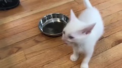 音乐短片,萌宠 - Hangriest Kitten EVER