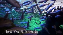 心若相随