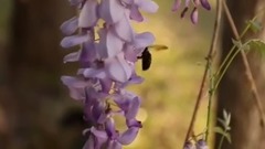 风景,音乐短片,轻音乐,乐动城市 - 唯美夕阳下 缤纷紫藤花