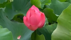 欧美群星,风景,音乐短片,轻音乐,乐动城市 - 绽放的荷花特写 原声大碟背景乐