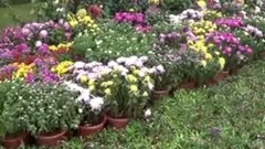 群星 - 第七届常州菊花节