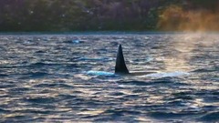 风景,影视原声,音乐短片,轻音乐 - 虎鲸与座头鲸的猎捕 <Blue Planet II>