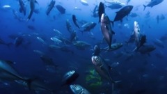 欧美群星,风景,影视原声,音乐短片,轻音乐 - 深海异世界 <Blue Planet II>