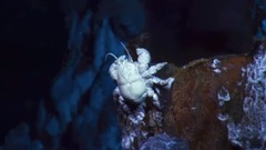 欧美群星,风景,影视原声,音乐短片,轻音乐 - <蓝色星球2.深海之渊> EP02