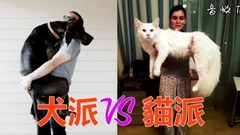 萌宠 - 养猫和养狗的十个区别