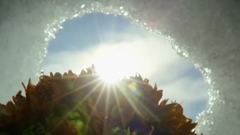 风景,音乐短片,轻音乐,乐动城市 - 奇特的植物磁石草的开花延时 斯瓦尔巴群岛风光
