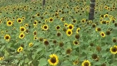 群星 - 欣赏花谷奇缘
