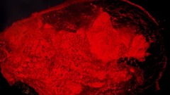 欧美群星,风景,影视原声,音乐短片,轻音乐 - <进入地狱> 探索世界上不同活火山