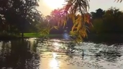 风景,音乐短片,轻音乐 - Saint Saens The Swan Il Canto Del Cigno