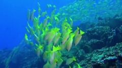 风景,影视原声,音乐短片,轻音乐 - 纪录片<神奇的海洋>