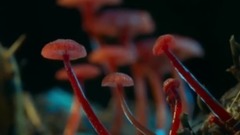 风景,影视原声,音乐短片,轻音乐 - 会发光的蘑菇