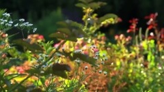 风景 - Gardens花的庭园 唯美自然景色