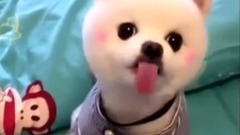 萌宠 - Biubiubiu~ 超听话可爱的博美犬