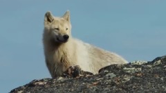 欧美群星,风景,影视原声,音乐短片,轻音乐 - <地球脉动2.平原> EP05