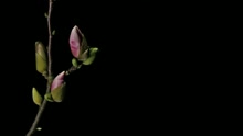 严乙恩 - Don't Let Me Know (Lyric Video)