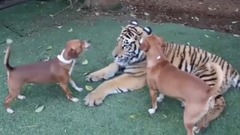 萌宠 - 自分は猫だと思っているタイガー