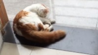 叼毛万岁