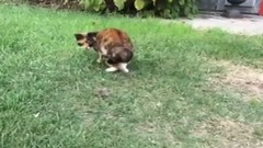 音乐短片,萌宠 - Meow star, one of the things