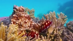 欧美群星,风景,影视原声,音乐短片,轻音乐 - 电影<蓝色星球2.珊瑚礁> EP03