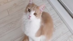 音乐短片,萌宠 - 驯养你的猫咪