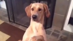 欧美群星,搞笑音乐,萌宠 - Top 200 Highlights of Animals on Vine