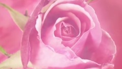 欧美群星,风景,影视原声,音乐短片,轻音乐 - 百花之中的女王 玫瑰