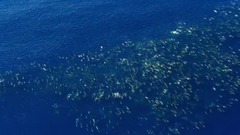 欧美群星,风景,影视原声,音乐短片,轻音乐 - <蓝色星球2.深蓝海洋>EP04