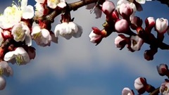 风景,音乐短片,轻音乐,乐动城市 - 一束繁花盛枝头.Flowering Trees