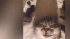 欧美群星,欧美达人,搞笑音乐,萌宠 - 猫真是笑死个人红红火火恍恍惚惚