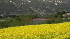 风景,音乐短片,轻音乐,乐动城市 - 漫山遍野的油菜花盛开美景
