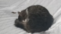 萌宠 - 睡在车盖上的猫