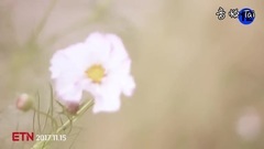 韩国群星 - 黄色