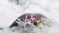 欧美群星,风景,影视原声,音乐短片,轻音乐 - 蓝色星球2 海岸 EP06
