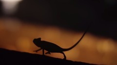 纯真童声
