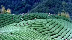 华语群星 - 采茶山歌