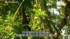 风景,影视原声,音乐短片,轻音乐,乐动城市 - <中南半岛野生大地.越南> 第二集